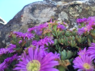 I really know nothing about flowers but these gorgeous purple flowers were growing out of cracks in the rock.